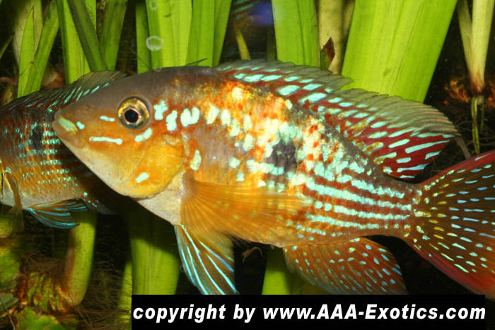 Gymnogeophagus meridionalis